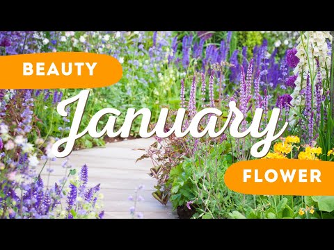 Best Flower to Plant in January 🌼 🌸  // Spring Flowers Planting Ideas ✨