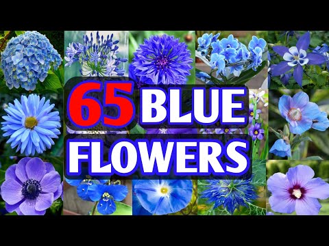 65 Blue Flower Plant Varieties | Blue Flower types for garden | Plant and Planting