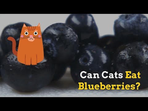 Can Cats Eat Blueberries - Tasty or Bad for Your Cat