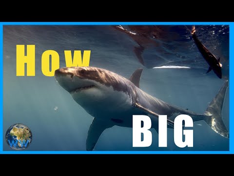 How Big can a Great White ACTUALLY get???