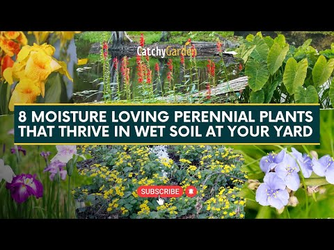 Top 8 Moisture Loving Perennial Plants That Thrive In Wet Soil 🌷🍃