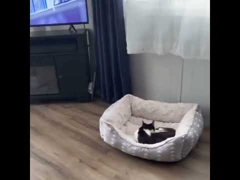 Dog Afraid of Cat