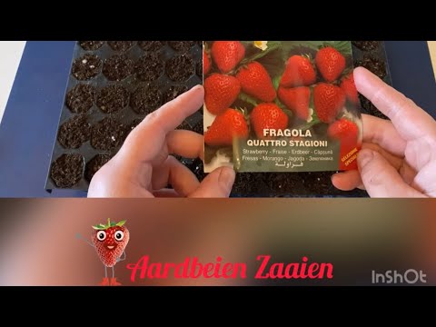 Aardbeien zaaien 🍓