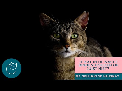 JE KAT IN DE NACHT BINNEN HOUDEN OF JUIST NIET? - De gelukkige huiskat | Kattengedrag