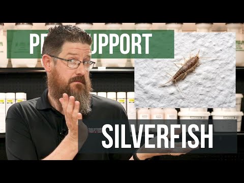 How Did I Get Silverfish? | Pest Support