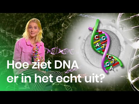 Wat is DNA? | Het Klokhuis