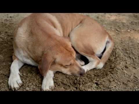 Why Does My Dog... Walk in Circles Before Lying Down?