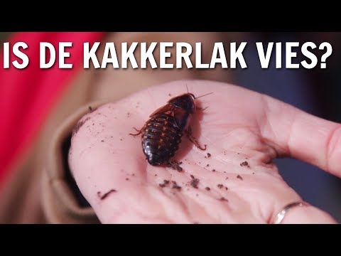 Is de kakkerlak vies? | De Buitendienst over Insecten